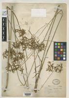 Isotype of Cyperus lacunosus Grisebach, A.H.R. 1866 [family CYPERACEAE]