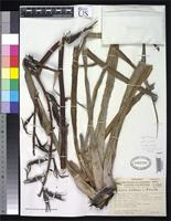 Holotype of Pitcairnia bulbosa Smith, L.B. 1955 [family BROMELIACEAE]