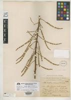 Holotype of Hechtia reflexa Smith, L.B. 1937 [family BROMELIACEAE]