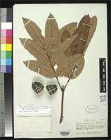 Holotype of Alfaroa hondurensis Williams, L.O. 1959 [family JUGLANDACEAE]