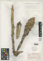 Holotype of Guzmania teuscheri Smith, L.B. 1960 [family BROMELIACEAE]