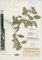 Isotype of Hippocratea grisebachii var. parvifolia Chodat, R.H. & Hassler, E. 1903 [family HIPPOCRATEACEAE]