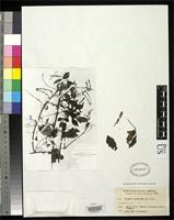 Filed as Serjania clematidea Triana, J.J. & Planchon, J.E. 1862 [family SAPINDACEAE]