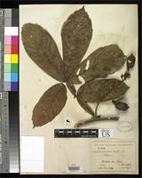 Isotype of Paullinia bracteosa Radlkofer, L.A.T. 1905 [family SAPINDACEAE]