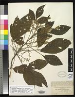 Isolectotype of Thouinia acuminata var. pubicalyx Radlkofer, L.A.T. 1893 [family SAPINDACEAE]
