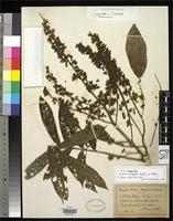 Filed as Talisia setigera Radlkofer, L.A.T. 1900 [family SAPINDACEAE]