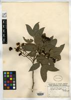 Filed as Matayba longipes Radlkofer, L.A.T. 1879 [family SAPINDACEAE]