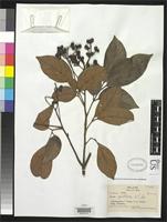Holotype of Guioa capillacea Smith, A.C. 1950 [family SAPINDACEAE]