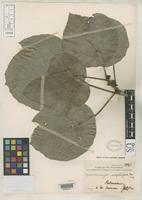 Syntype of Macaranga congestiflora Merrill, E.D. 1909 [family EUPHORBIACEAE]