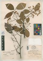 Filed as Photinia notabilis Schneider, C.K. 1906 [family ROSACEAE]