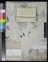 Isotype of Draba lemmonii Watson, S. 1880 [family BRASSICACEAE]