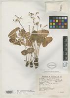 Isotype of Oxalis venturiana Knuth, R.G.P. 1927 [family OXALIDACEAE]