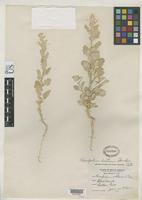 Holotype of Chenopodium dacoticum Standley, P.C. 1916 [family CHENOPODIACEAE]