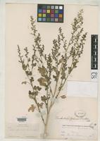 Holotype of Chenopodium palmeri Standley, P.C. 1916 [family CHENOPODIACEAE]