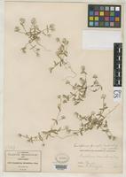 Isotype of Gomphrena pringlei Coulter, J.M. & Fisher, E.M. 1892 [family AMARANTHACEAE]