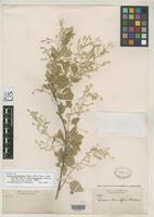 Filed as Iresine alternifolia Watson, S. 1889 [family AMARANTHACEAE]