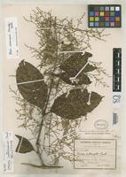 Holotype of Iresine costaricensis Standley, P.C. 1916 [family AMARANTHACEAE]