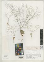 Holotype of Eriogonum inflatum var. contiguum Reveal, J.L. 1970 [family POLYGONACEAE]
