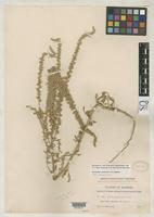 Isotype of Amaranthus arenicola Johnston, I.M. 1948 [family AMARANTHACEAE]