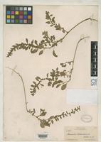 Filed as Amaranthus chihuahuensis Watson, S. 1886 [family AMARANTHACEAE]