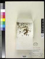 Holotype of Amaranthus minimus Standley, P.C. 1917 [family AMARANTHACEAE]