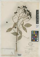 Isotype of Rosa filipes Rehder, A. & Wilson, E.H. 1915 [family ROSACEAE]