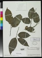 Isotype of Homalium anzoateguiense Steyermark, J.A. 1952 [family FLACOURTIACEAE]