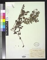 Isotype of Herodotia haitiensis Urban, I. & Ekman, E.L. 1926 [family ASTERACEAE]