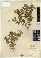 Isotype of Gaultheria pyroloides var. cuneata Rehder, A. & Wilson, E.H. 1913 [family ERICACEAE]