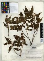 Holotype of Miconia pailasana Wurdack, J.J. 1967 [family MELASTOMATACEAE]