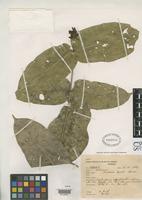 Isotype of Coussarea duckei Standley, P.C. 1930 [family RUBIACEAE]