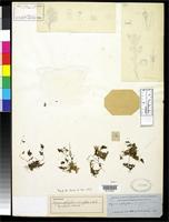 Filed as Hymenophyllum wrightii Bosch, R.B. van den 1859 [family HYMENOPHYLLACEAE]