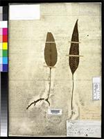 Holotype of Selliguea plantaginea Brackenridge, W.D. 1854 [family POLYPODIACEAE]