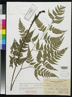 Isotype of Dryopteris sphaerosora Tagawa, M. 1934 [family DRYOPTERIDACEAE]