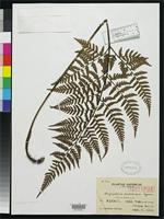 Isotype of Dryopteris sordidipes Tagawa, M. 1934 [family DRYOPTERIDACEAE]