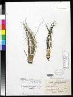 Isotype of Isoetes triangula Weber, U. 1922 [family ISOETACEAE]