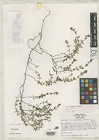 Holotype of Houstonia sharpii Terrell, E.E. 1980 [family RUBIACEAE]