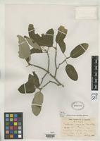 Isotype of Guettarda crenulata Urban, I. & Ekman, E.L. 1927 [family RUBIACEAE]