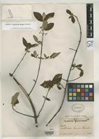 Isotype of Guettarda gaumeri Standley, P.C. 1930 [family RUBIACEAE]