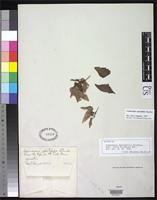 Isotype of Cosmocalyx spectabilis Standley, P.C. 1930 [family RUBIACEAE]