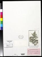Filed as Pteris longibrachiata Agardh, J.G. 1839 [family PTERIDACEAE]
