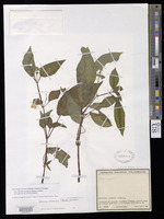 Gloxiniopsis racemosa (Benth.) Roalson & Boggan [family GESNERIACEAE]