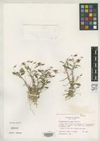 Holotype of Brachionidium folsomii Dressler, R.L. 1982 [family ORCHIDACEAE]