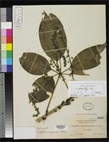 Isotype of Schefflera agamae Merrill, E.D. 1915 [family ARALIACEAE]