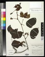 Isotype of Serjania lancistipula Acevedo-Rodriguez, P. 1991 [family SAPINDACEAE]