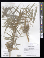 Aulonemia hirtula (Pilg.) McClure [family POACEAE]