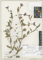 Isotype of Petunia mantiqueirensis Ando, T. & Hashimoto, G. 1994 [family SOLANACEAE]