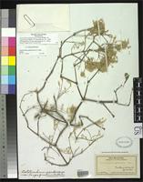 Isoneotype of Nototrichium sandwicense var. longespicatum Hillebrand, W.F. 1888 [family AMARANTHACEAE]
