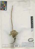 Filed as Acaena splendens Hooker, W.J. & Arnott, G.A.W. 1833 [family ROSACEAE]