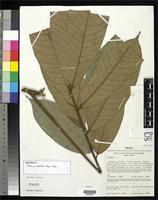 Isotype of Talisia velutina Acevedo-Rodriguez, P. 2003 [family SAPINDACEAE]